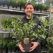 Ilex aquifolium (Holly Bush) 9cm / 2L -