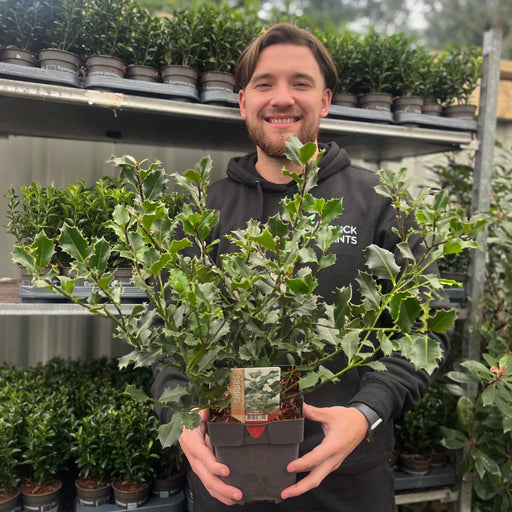 Ilex aquifolium (Holly Bush) 9cm / 2L -