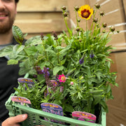 Mystery Box £45 Worth Of Plants (Checkout only offer) - Home & Garden > Plants
