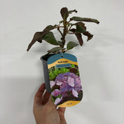 Hydrangea aspera 'Hot Chocolate' 9cm -
