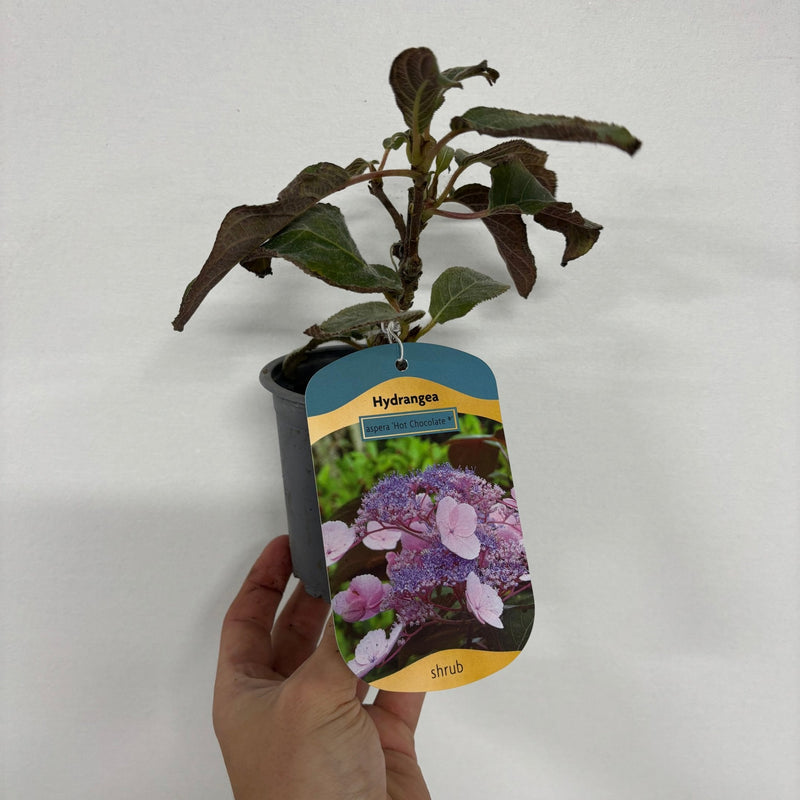 Hydrangea aspera 'Hot Chocolate' 9cm -