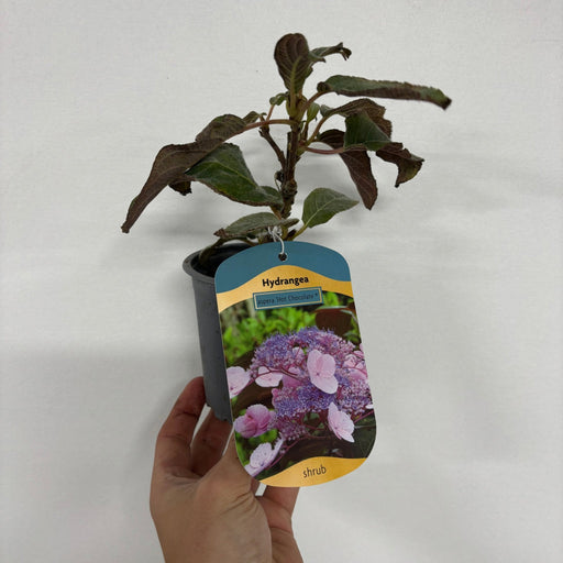 Hydrangea aspera 'Hot Chocolate' 9cm -