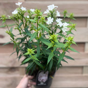 Phlox paniculata Early White 2L -