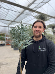 Standard Eucalyptus gunnii 90-100cm -