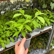 Hydrangea paniculata 'Bonfire' 9cm -