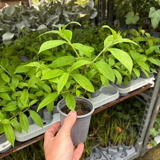 Hydrangea paniculata 'Bonfire' 9cm -