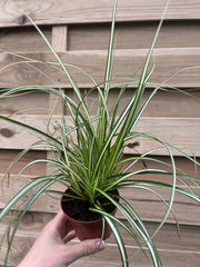 Carex oshimensis 'Evergold' Grass 8cm / 1L / 2L / 3L -