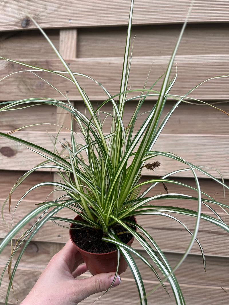Carex oshimensis 'Evergold' Grass 8cm / 1L / 2L / 3L -
