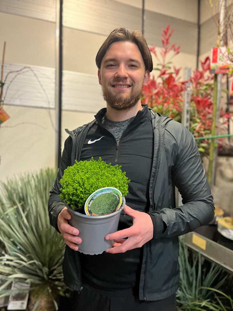 Hebe 'Emerald Gem' 'Green Globe' 9cm / 1L / 2L / 7.5L - Home & Garden