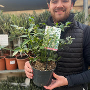 Sarcococca ruscifolia 2L -