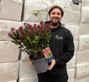 Skimmia japonica Rubella 9cm-10L -