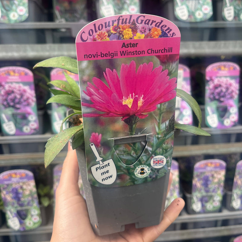 Aster novi-belgii Winston Churchill -