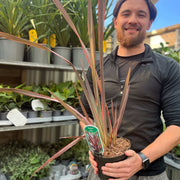 Phormium 'Sundowner' 2L (40-50cm including the pot) -