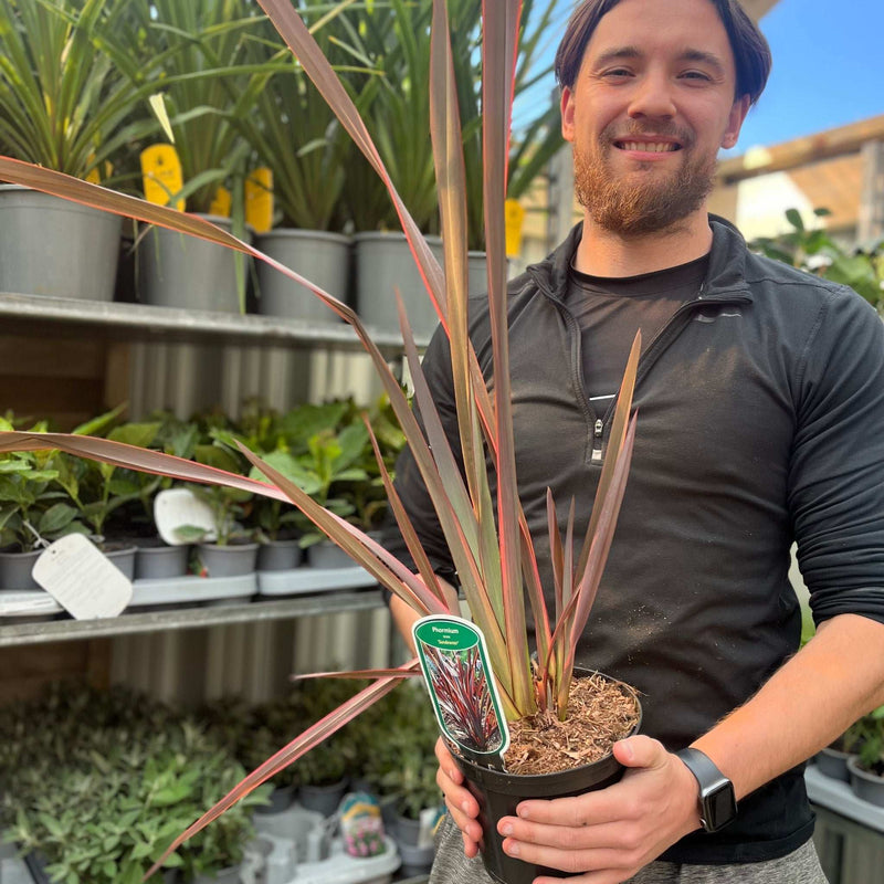 Phormium 'Sundowner' 2L (40-50cm including the pot) -