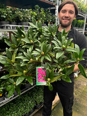 Rhododendron 'Marie Fortie' 5L -