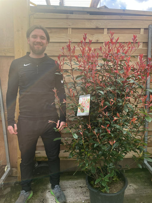 5-6ft Photinia 'Carre Rouge' 160-170cm (30L) -
