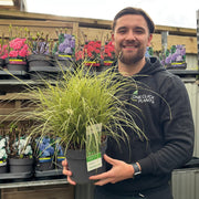 Carex brunnea 'Variegata' 3L -