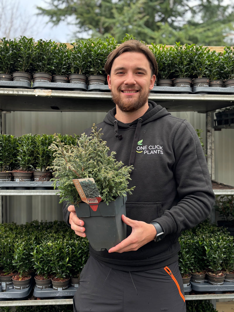 Chamaecyparis pisifera 'Baby Blue' 2L (30-40cm inc. pot) - Home & Garden > Plants > Indoor & Outdoor Plants > Landscaping & Garden Plants > Garden Plants