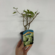 Hydrangea paniculata 'Little Spooky' 9cm / 5L -