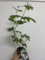 Viburnum opulus 'Roseum' (Snowball) 9cm / 2L / 5L -