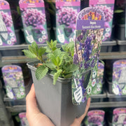 Nepeta x faassenii Blue Wonder -