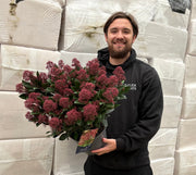 Skimmia japonica Rubella 9cm-10L -