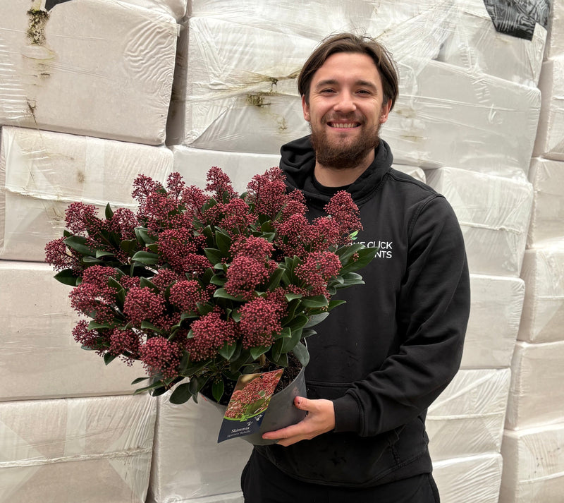 Skimmia japonica Rubella 9cm-10L -