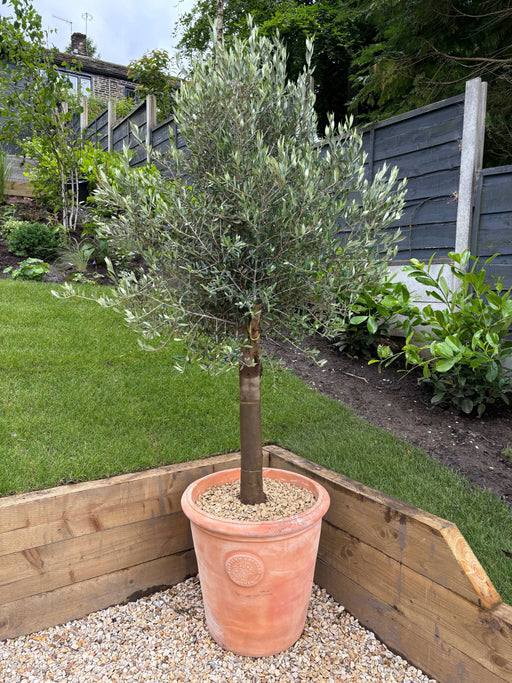 Olive Tree 45L 1.5-1.8m + Teracotta Pot + Soil + Gravel