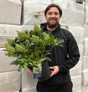 Skimmia × confusa 'Kew Green' 2L / 5L -