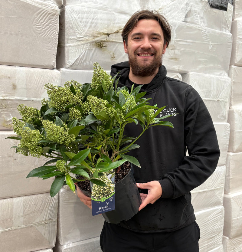 Skimmia × confusa 'Kew Green' 2L / 5L -