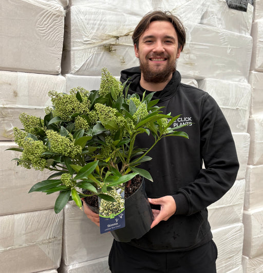 Skimmia × confusa 'Kew Green' 2L / 5L -