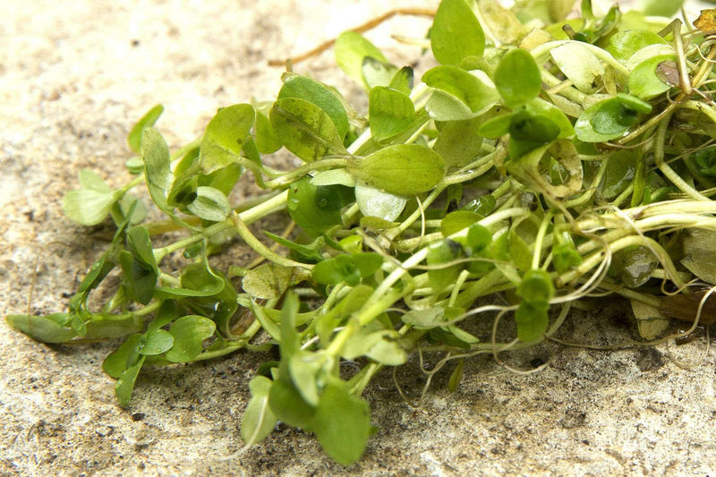 Callitriche (Starwort ) - 1 - 50 Bunch / Oxygenating Pond Water Plants - OX002
