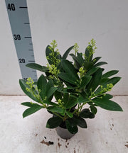 Skimmia japonica 'Finchy' 10.5cm / 2L / 5L -