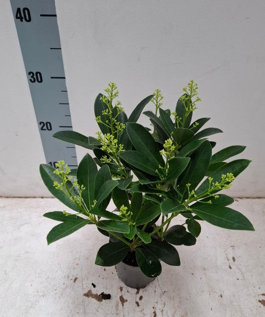 Skimmia japonica 'Finchy' 10.5cm / 2L / 5L -