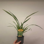 Phormium 'Yellow Wave' 9cm / 5L -