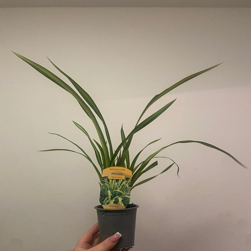 Phormium 'Yellow Wave' 9cm / 5L -