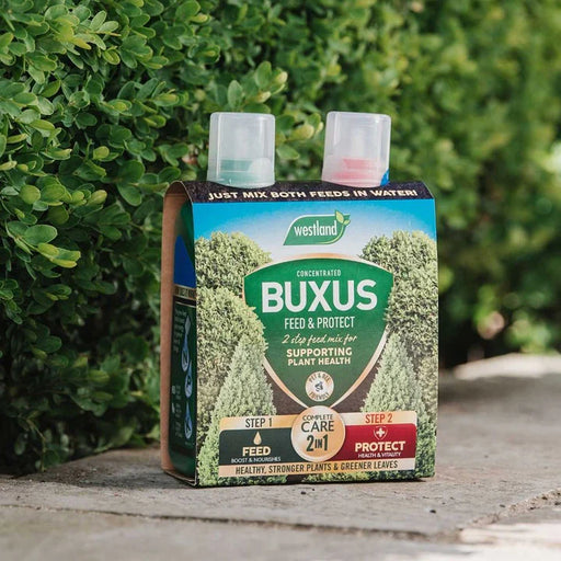 Buxus Feed Concentrate -
