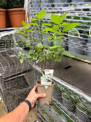 Hydrangea paniculata 'Unique' 1L (30-40cm inc pot) -