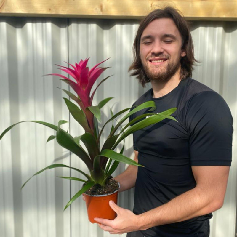 Guzmania amaretto - Pink -