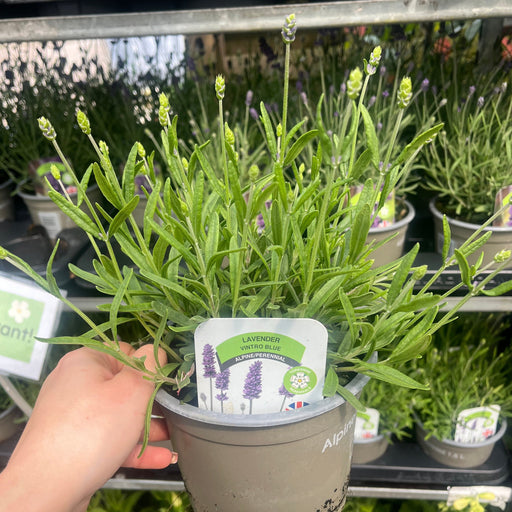 Lavender Vintro Blue 1.5L -