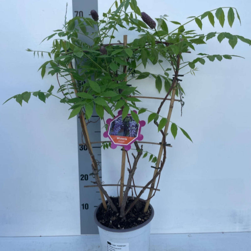 Wisteria sinensis on Frame 'Amethyst Falls' | Will Flower This Summer