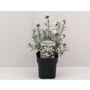 Convolvus cneorum (Silverbush) 9cm/1.5L/2L/3L -