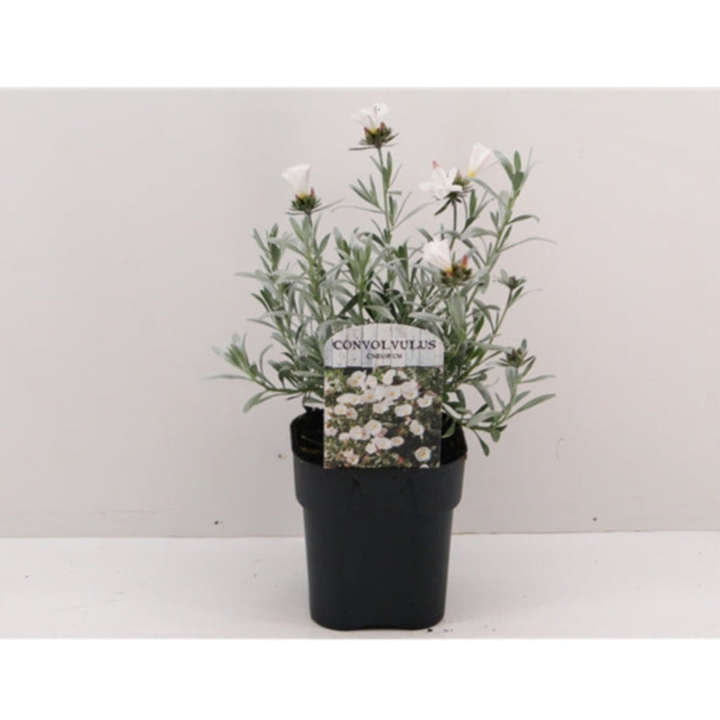 Convolvus cneorum (Silverbush) 9cm/1.5L/2L/3L -