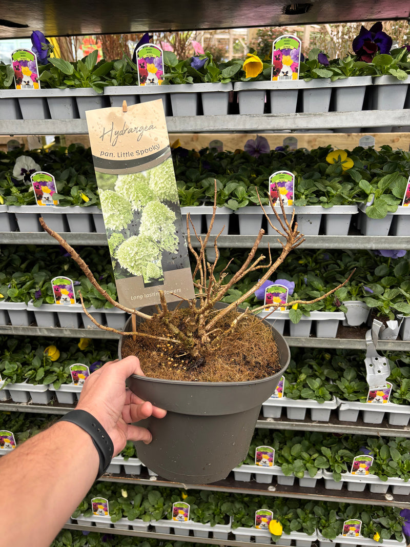 Hydrangea paniculata 'Little Spooky' 9cm / 5L -