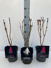 Syringa vulgaris 'Madame Lemoine' (Common Lilac) 2L -