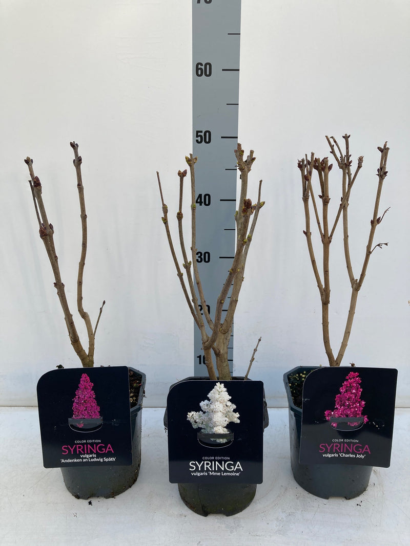 Syringa vulgaris 'Madame Lemoine' (Common Lilac) 2L -