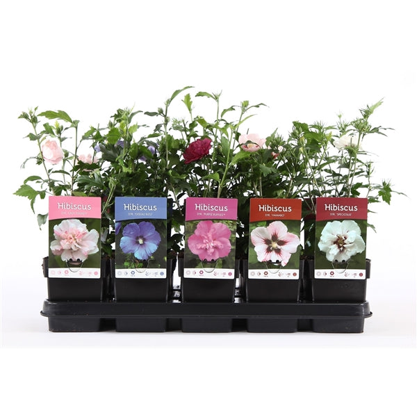 Hibiscus syriacus 'Oiseau bleu' 3L -