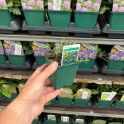 Lemon Thyme (Herb) 9cm -