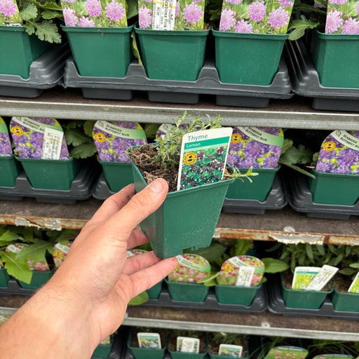 Lemon Thyme (Herb) 9cm -
