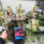 Sedum seduction Hot Rose Dark Stems 2L -